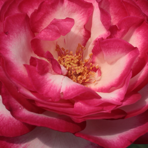 Na spletni nakup vrtnice - Belo - Roza - Vrtnica čajevka - Vrtnica intenzivnega vonja - Rosa Atlas - Georges Delbard - Njeno sijajno cvetenje lahko občudujete od pomladi do jeseni, saj cveti celo sezono.